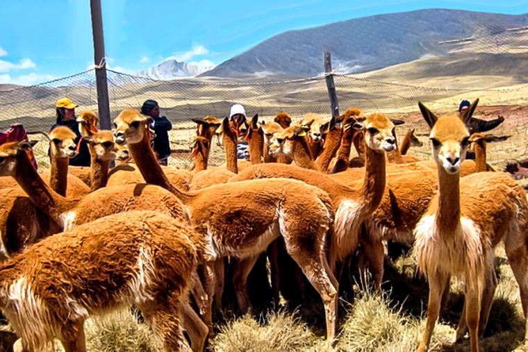 Fiesta de la vicuña Reserva Nacional Pampa Galeras celebrará