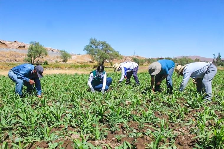 Más de 35 000 productores de Puno fueron indemnizados por Seguro