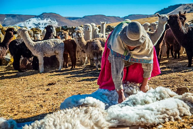 Clasificación de fibra de alpaca benefició a 800 familias y a diez maestras  alpaqueras en Puno - Noticias - Sierra y Selva Exportadora - Plataforma del  Estado Peruano