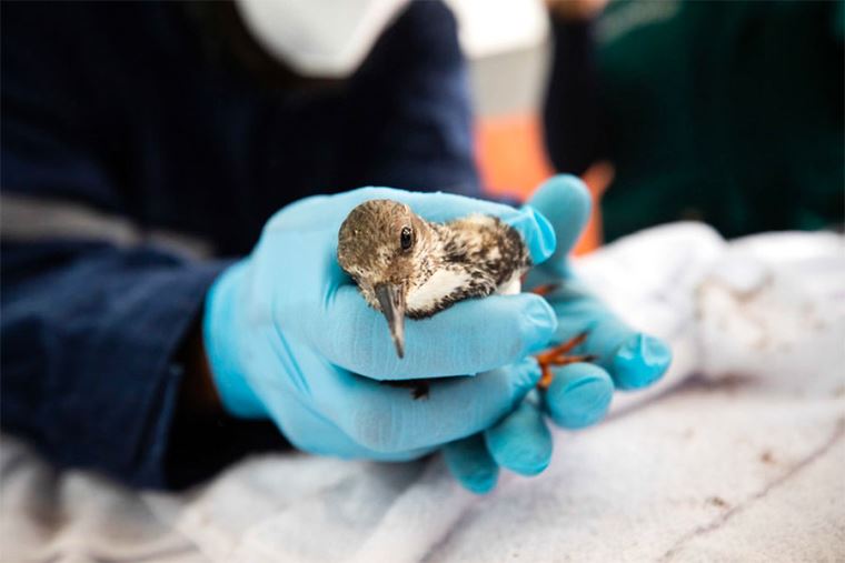 Parque de las Leyendas: liberan aves afectadas por el derrame de petróleo