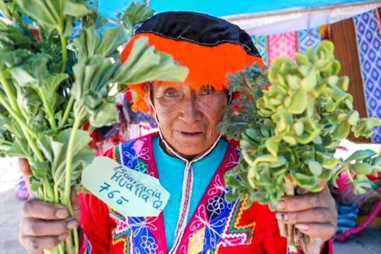 Adultos mayores presentan saberes ancestrales del Cusco milenario