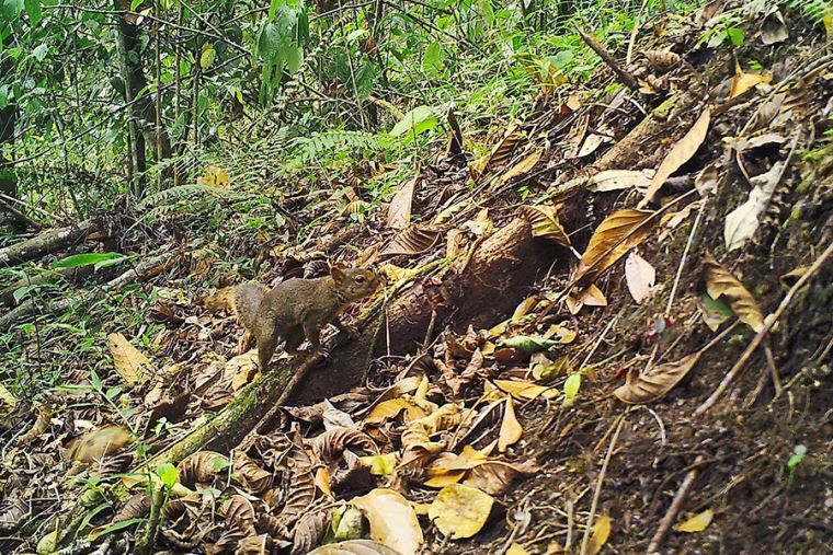 Picuro mama, también denominado Dinomys branickii, es una especie recientemente descubierta en el santuario. Fuente: El Peruano