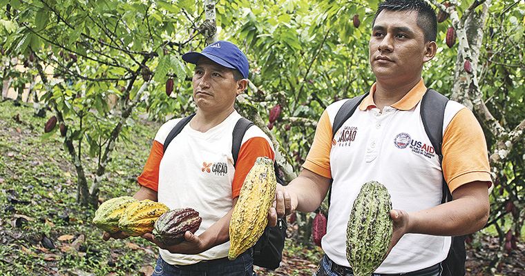 La Ruta Del Cacao Noticias Diario Oficial El Peruano