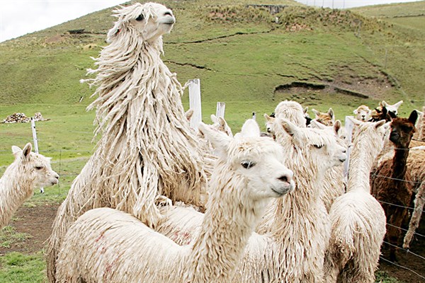 Incrementan Población De Alpacas En Región Puno Noticias Diario