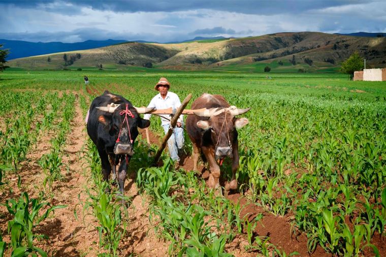 Ministro Montenegro Fae Agro Apoyará Con Créditos A Productores Agrícolas Y Pecuarios 1160