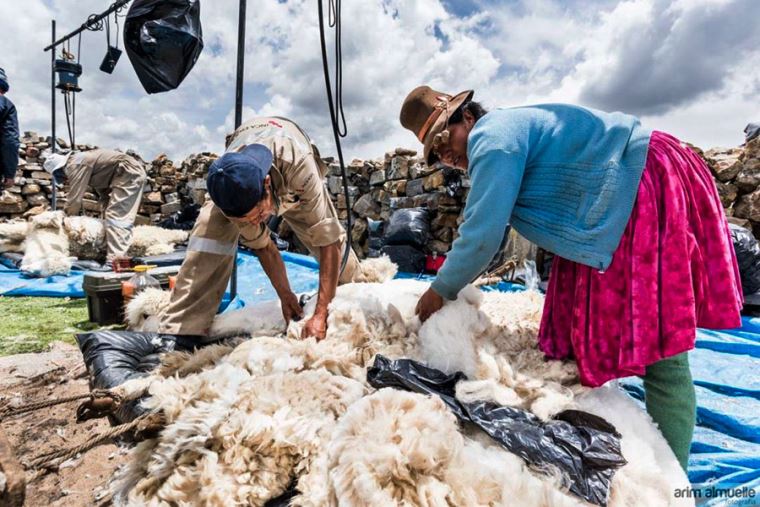 Puno: clasificación de fibra de alpaca benefició a 800 familias del  distrito de Santa Lucía