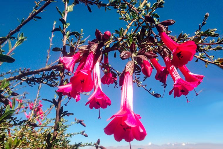 Cantuta: la flor nacional del Perú que identifica nuestra historia e  identidad cultural