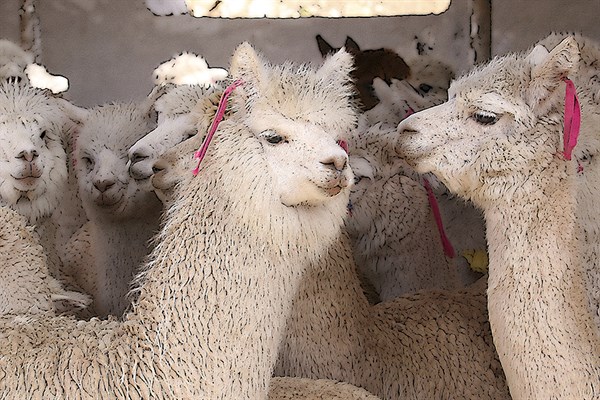 Por qué la lana de alpaca es tan especial? – Be ALPACA