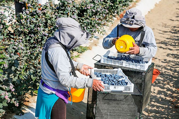 Perú mantendrá este año liderazgo en arándanos