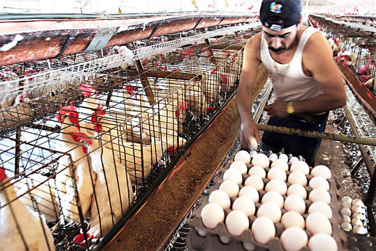 Gripe aviar: descartan riesgo en consumo de pollo y huevo, pero sí peligro  de escasez