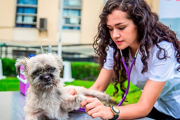 Minsa Buscará Que Esterilización De Perros Y Gatos Sea Política De