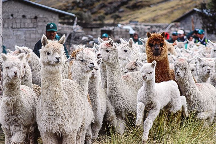Por qué la lana de alpaca es tan especial? – Be ALPACA