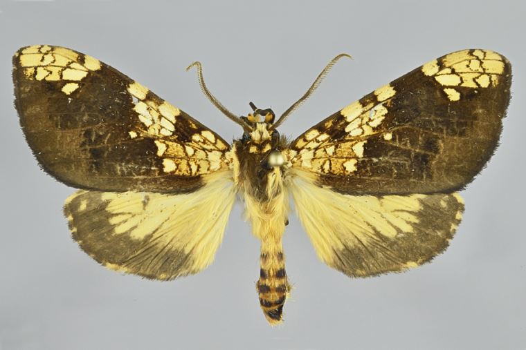 Nueva especie de mariposa encontrada en Macchu Pichu | El Peruano
