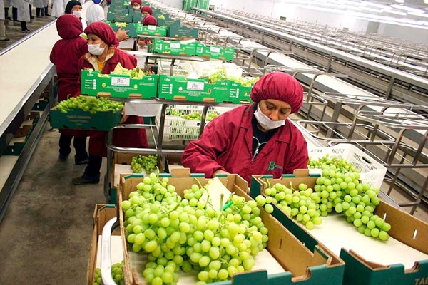 Reanudan exportaciones de uva hacia Ecuador