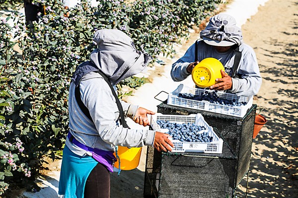 El Perú acelera sus exportaciones de frutas y superaría a Chile en el 2028 | Noticias | Diario Oficial El Peruano